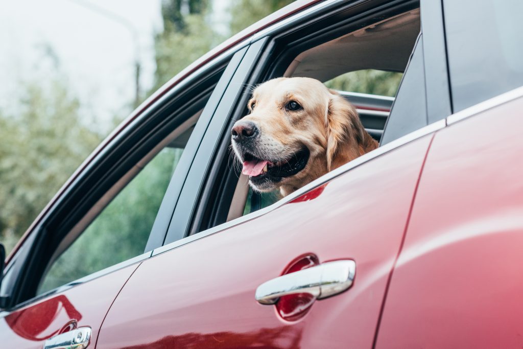 Dog car rides, 10 tips for car safety with your canine, taking dog for car ride, dog looking out car window, Ultimate Comfort Bungee Leash