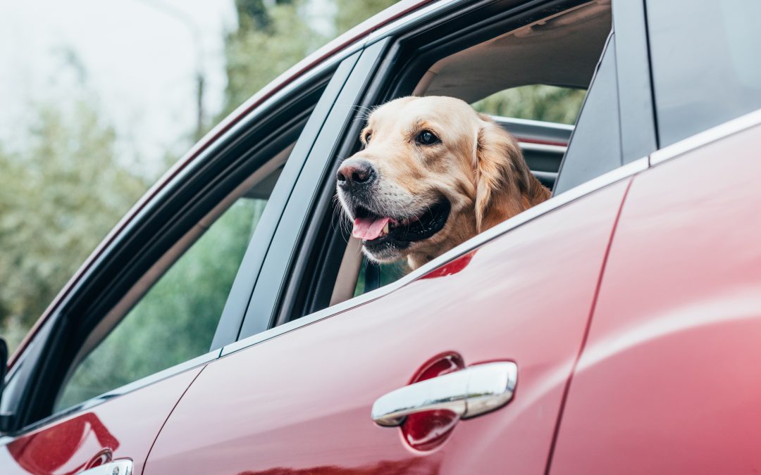 Going for a Ride: 10 Tips for Canine Car Safety