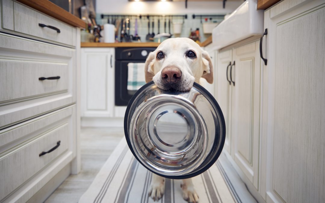 The Complete Guide to Selecting the Right Dog Food for Optimal Nutrition at Every Life Stage