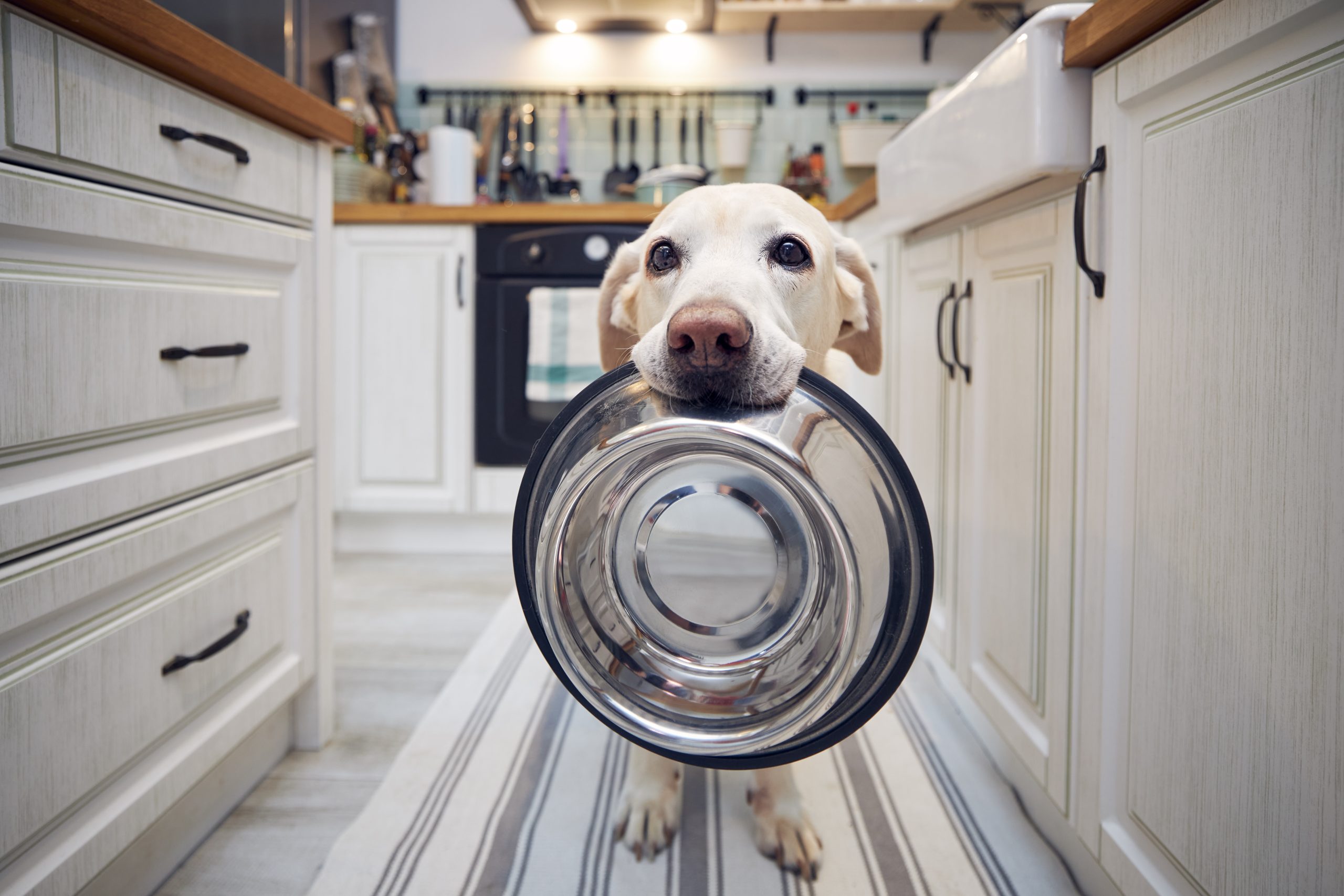 hungry dog waiting for food, selecting the right dog food, optimal nutrition every stage of life southpaw pet supply