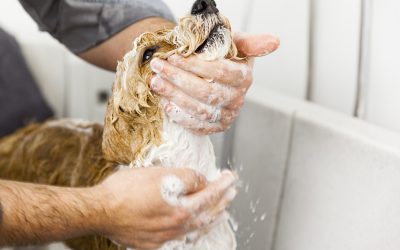 Unleash the Love: Unique Ways to Pamper and Spoil Your Pet