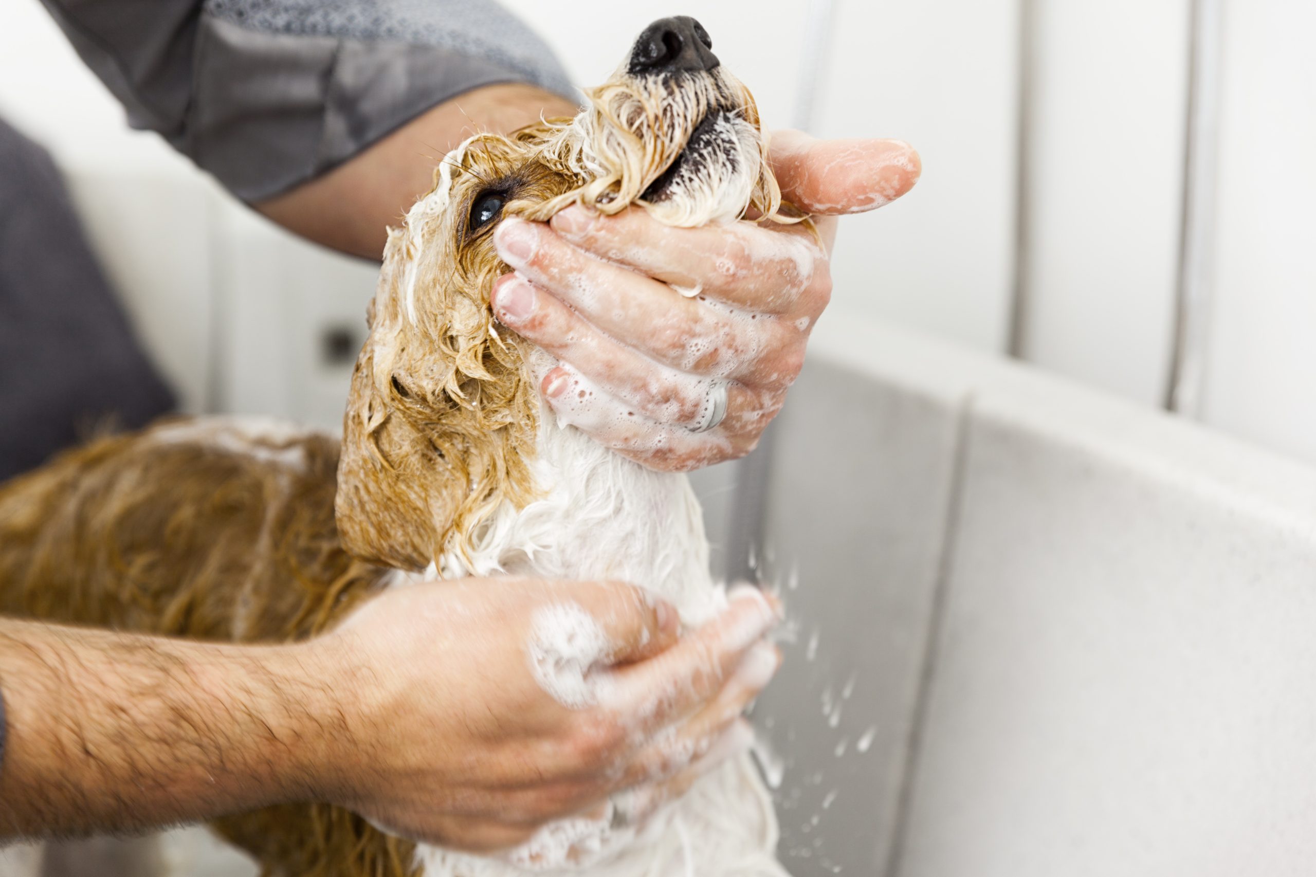 dog bath, spa day, dog getting a bath unique ways to spoil your dog southpaw pet supply