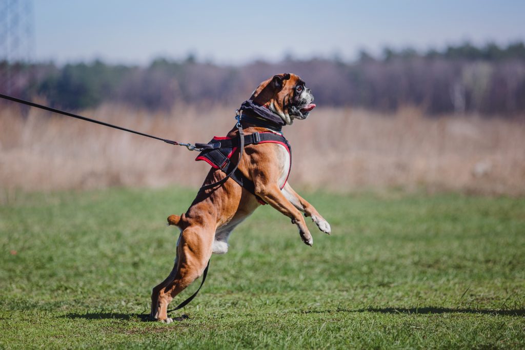 dog lunging on leash southpaw pet supply