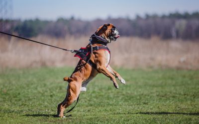 5 Training Tips for Leash Reactivity and Aggression