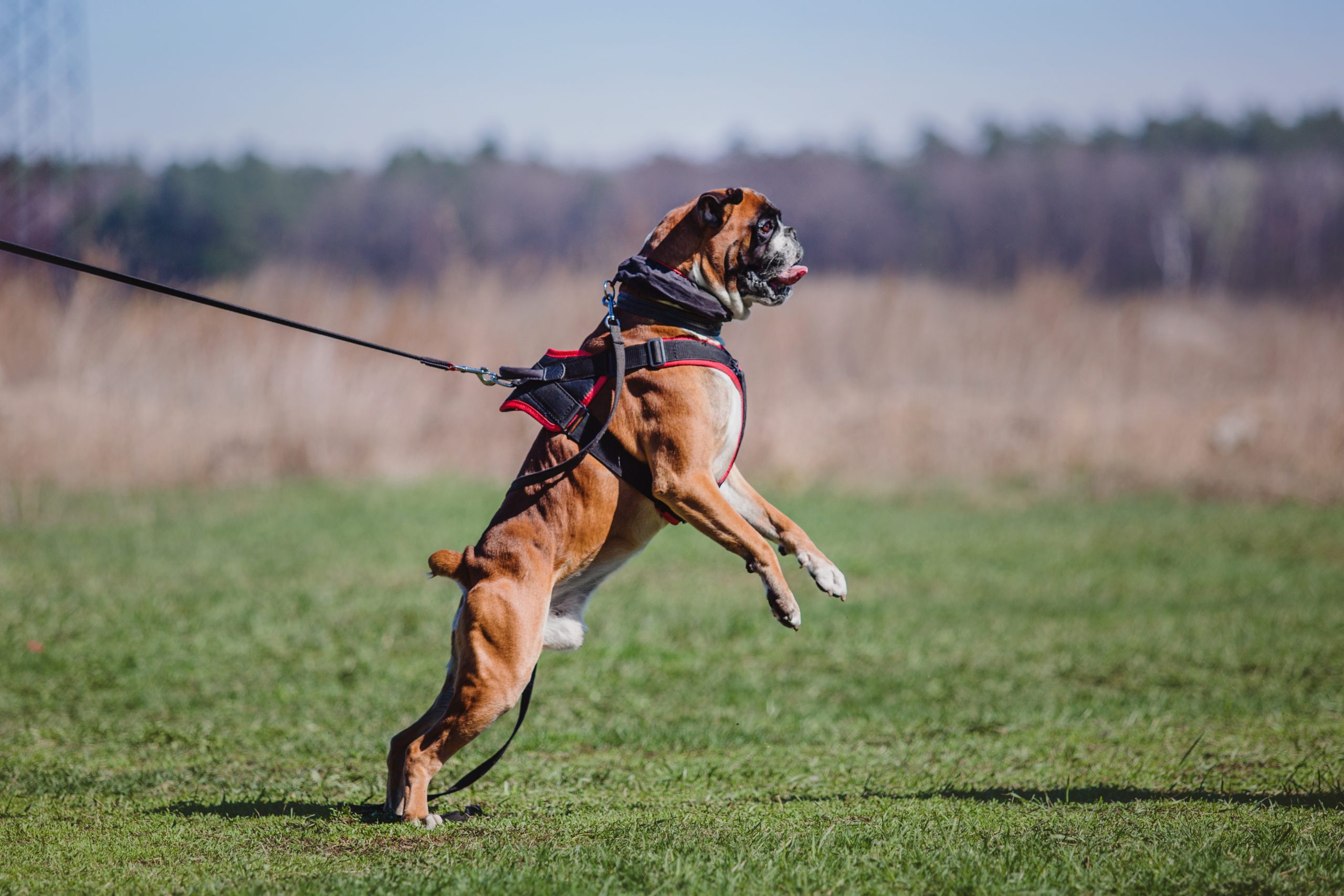 dog lunging on leash southpaw pet supply