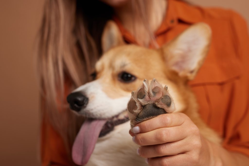 corgi dog paw held by girl southpaw pet supply