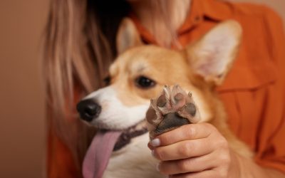 Homemade Paw Wax: Nourish and Protect Naturally