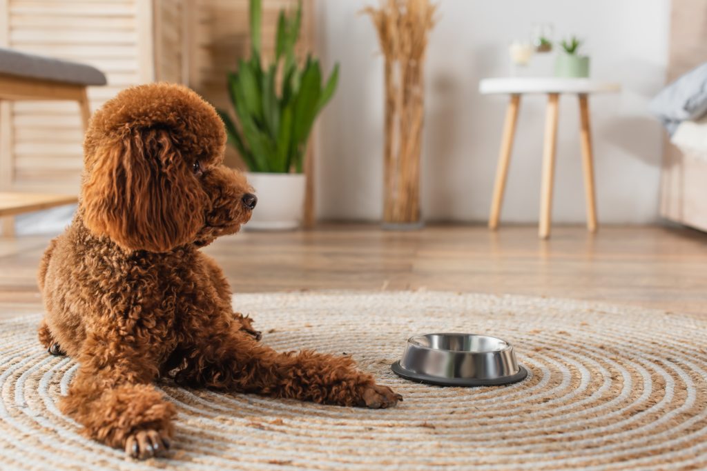 brown poodle lying near metallic bowl on round rattan carpet