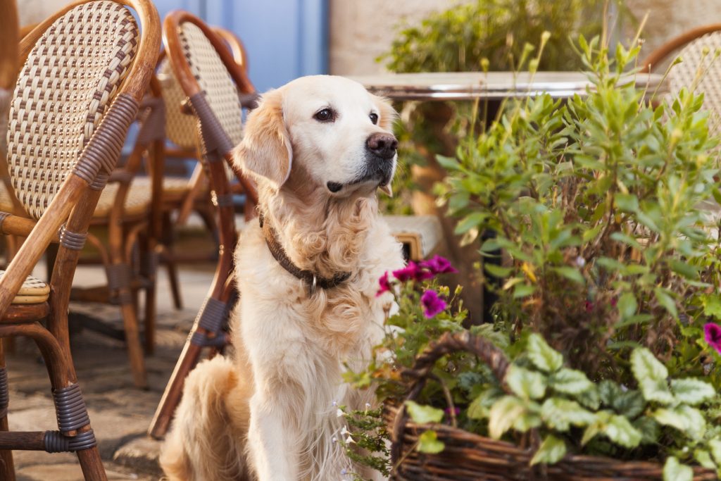 golden retriever sitting on restaurant patio southpaw pet supply summer vacation