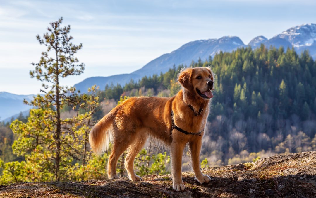 Adventures with Your Dog: Exploring New Places!