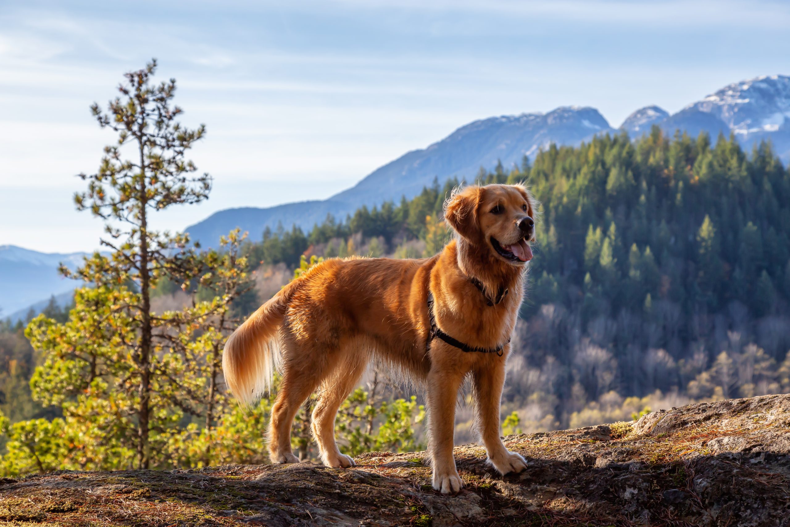 golden retriever in wilderness on trail hiking southpaw pet supply adventure with dog